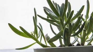 A potted plant with long, slender leaves in a white pot.