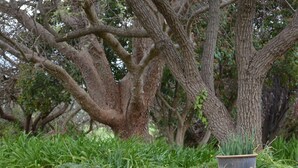 Un chemin de pierres qui traverse un jardin où se trouvent de grands arbres et une plante en pot.