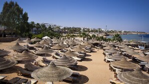 Une plage bordée de rangées de chaises longues et d’ombrelles en chaume, avec des palmiers et une vue dégagée sur la mer.
