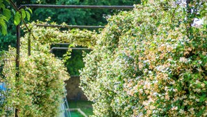 A garden pathway with stone benches and climbing plants. - Verona up to you   Panorama with car & bike places (Verona)
