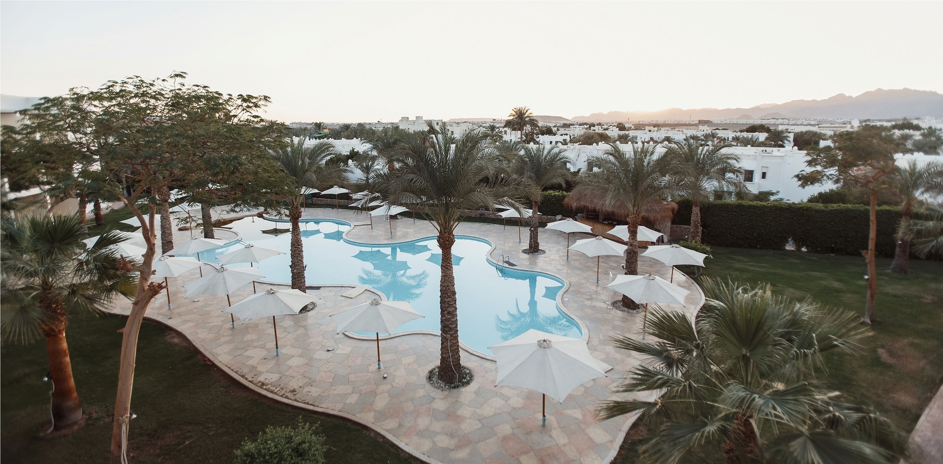 A pool area with umbrellas and palm trees.