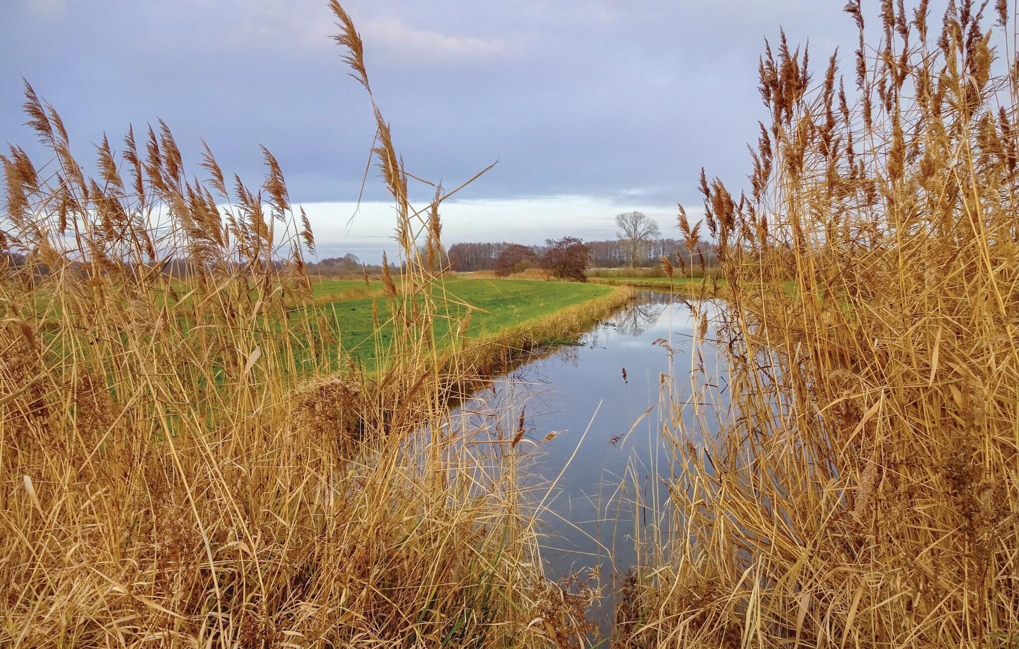 Un paisaje tranquilo con un estrecho canal de agua rodeado de altas hierbas y una línea de árboles al fondo.