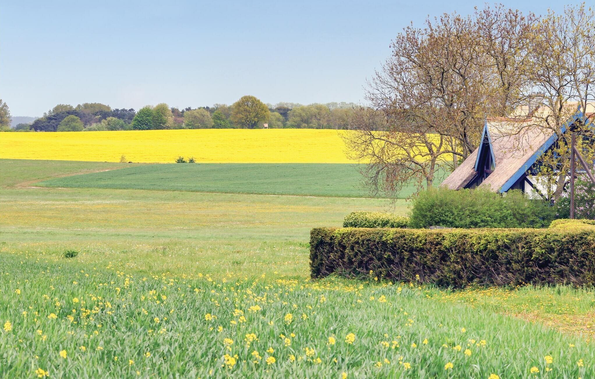 A field with yellow flowers and a blue structure with a sloped roof.