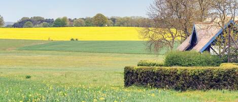 A field with yellow flowers and a blue structure with a sloped roof.