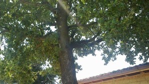 A building with a brick facade, large windows, and a tree in front. - Agriturismo Monte dell'Olmo (Trevignano Romano)