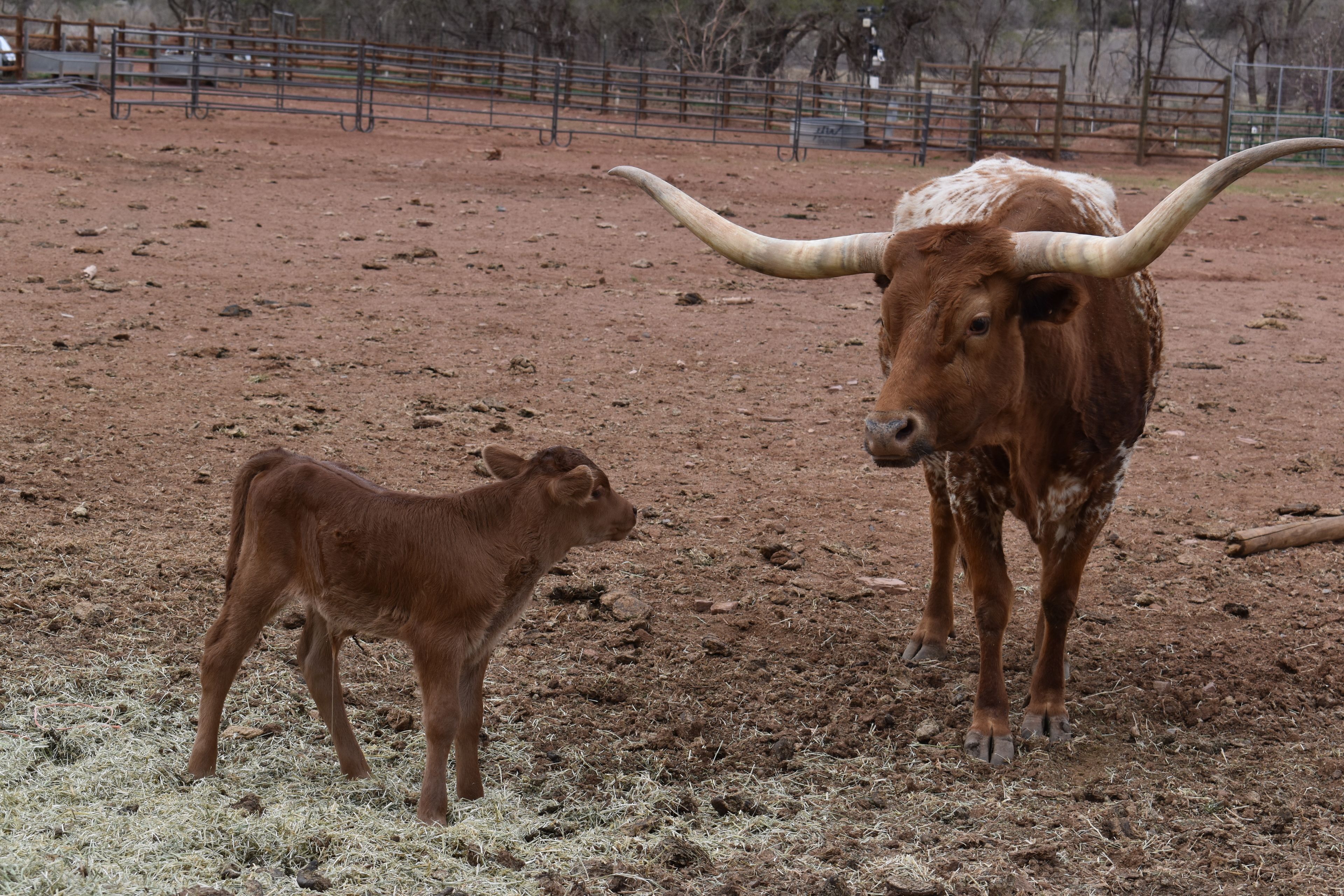 A calf and an adult cow in a fenced area with a dirt ground.