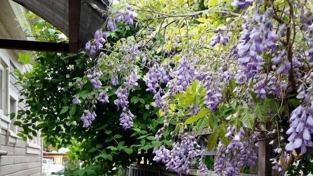 Garden - '1900' House ~ Near Osf~sleeps 8 (Ashland)