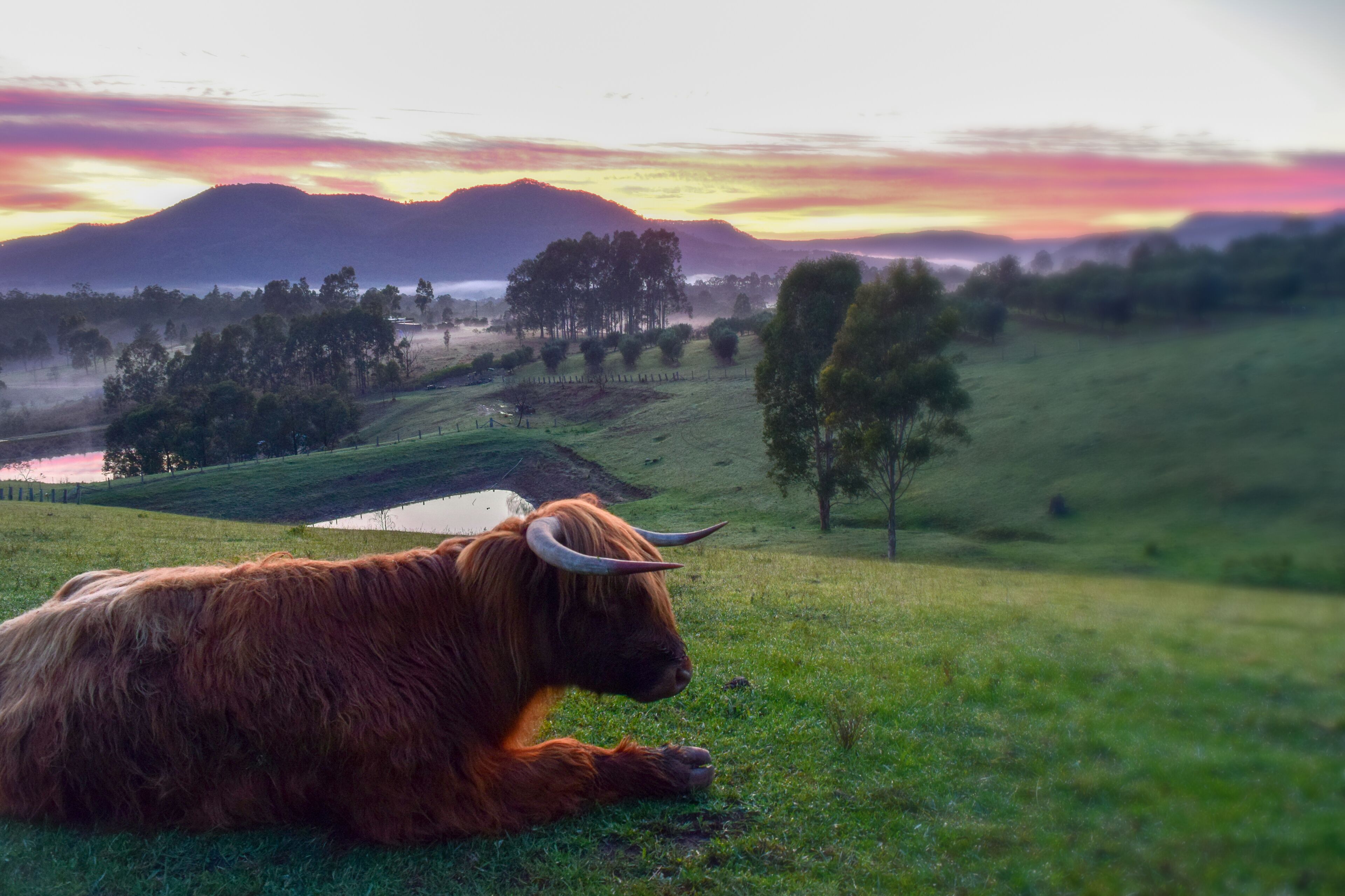 Lonely Goat Olives, Hunter Valley. Children under 12 free. Pet friendly.