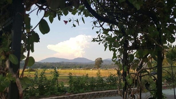 A vineyard with rows of grapevines and a stone wall in the foreground. - Racing Horse Ranch and Guest House with Golf (Grants Pass)