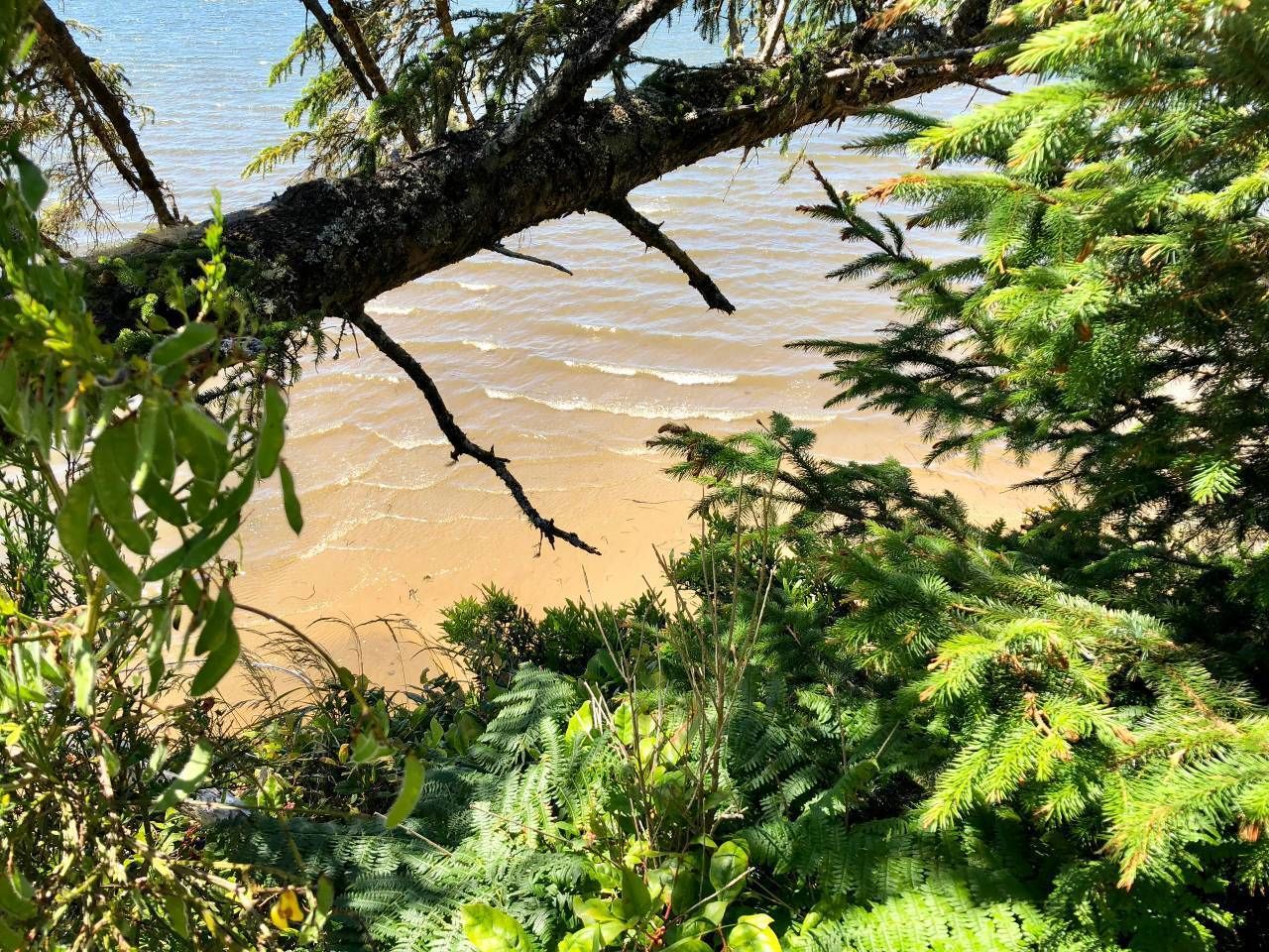 Ein Strand mit einem gefallenen Baum im Vordergrund und dichtem, grünen Grün.