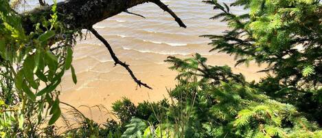 Ein Strand mit einem gefallenen Baum im Vordergrund und dichtem, grünen Grün.