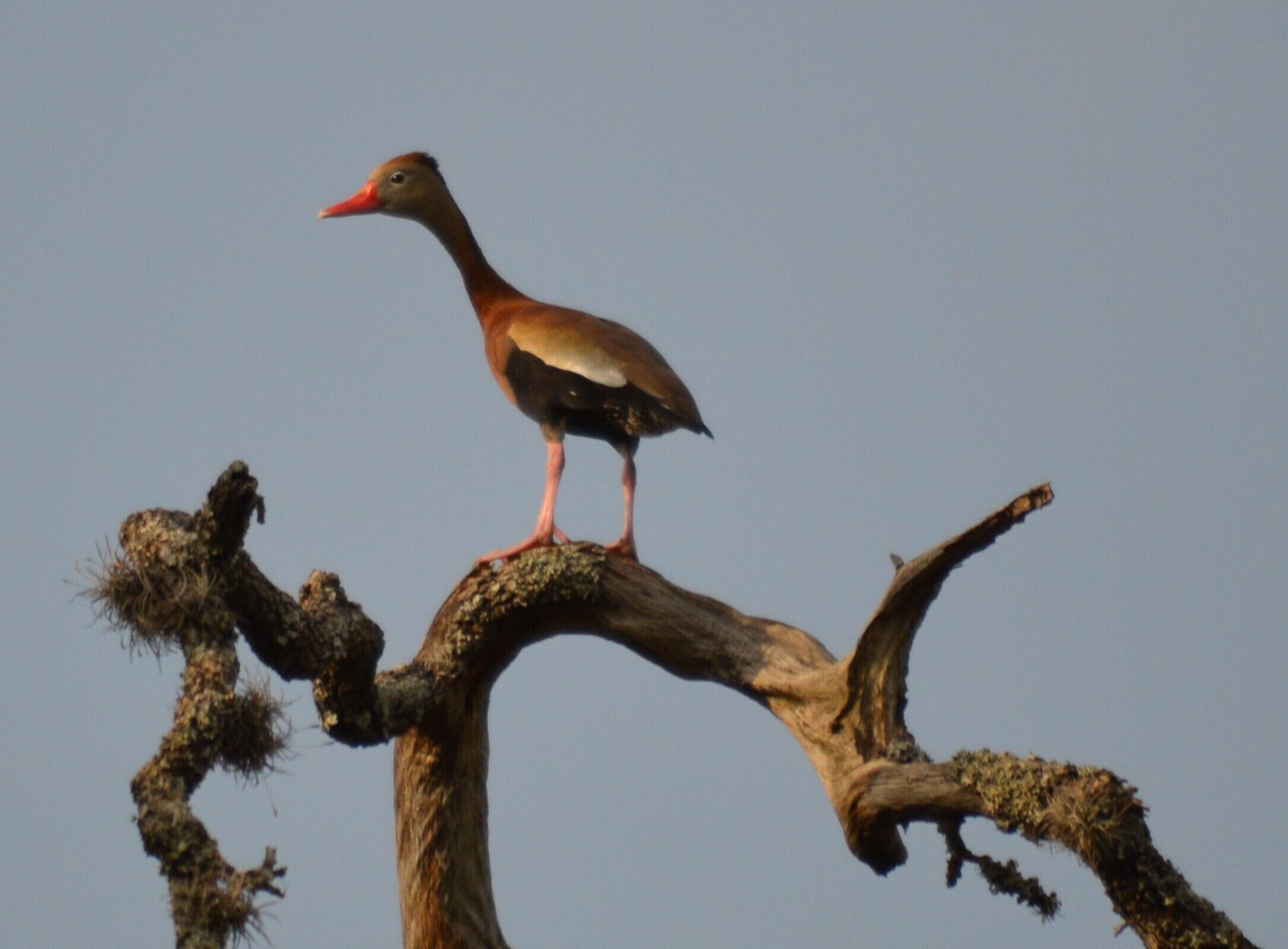 A bird standing on a tree branch.