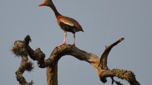 Un pájaro posado en una rama de árbol.