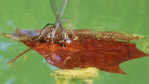 Una hoja flotando en el agua con dos insectos encima.