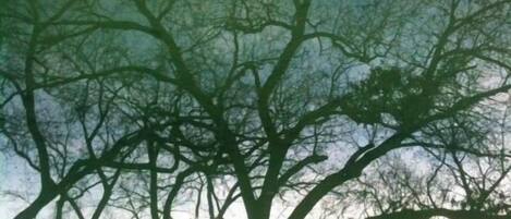 A tree with a complex network of branches against a backdrop of a cloudy sky.