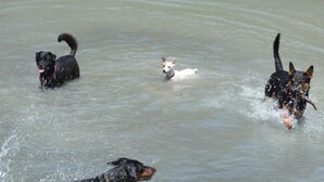 Cuatro perros jugando en el agua.