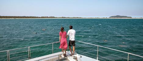 A couple on a boat deck overlooking a calm sea with dolphins swimming nearby.