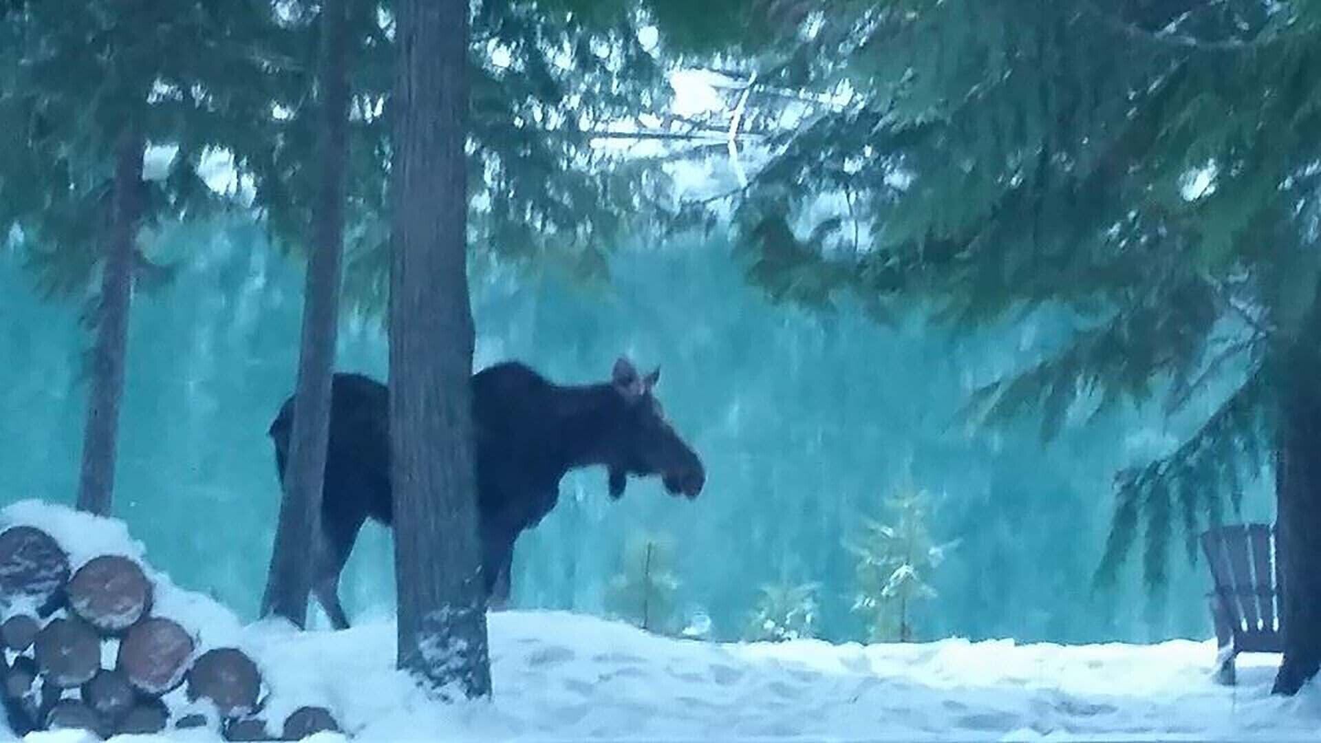 Ein Elch in einem verschneiten Wald mit Bäumen und einem Stuhl.