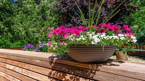 A potted plant with pink and white flowers on a wooden table.