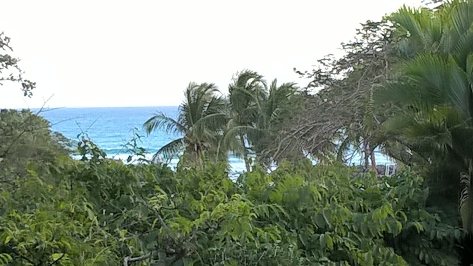 Blick auf einen Strand mit Palmen und dem Meer.