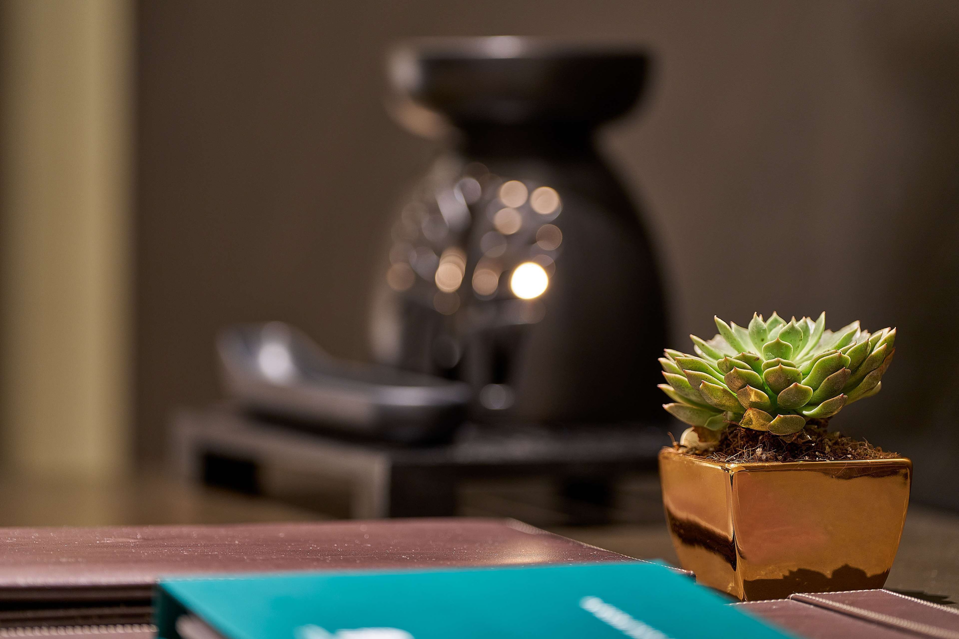A small potted succulent plant on a table with a coffee maker in the background.