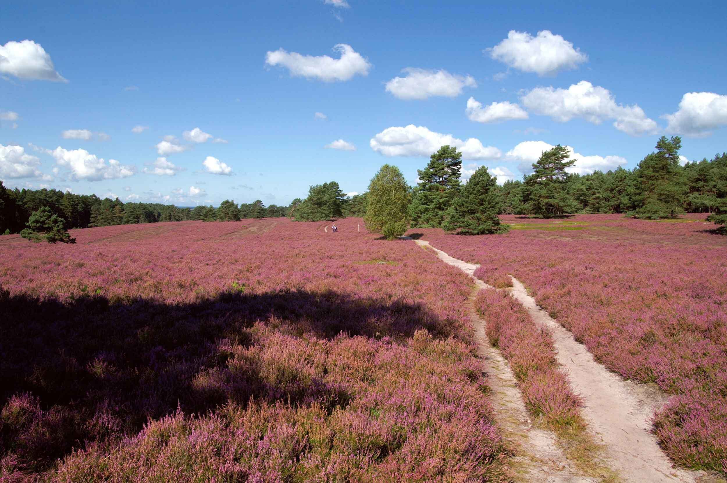 Een veld met paarse heide en een onverhard pad erdoorheen.