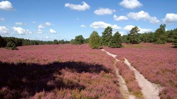 Een veld met paarse heide en een onverhard pad erdoorheen.