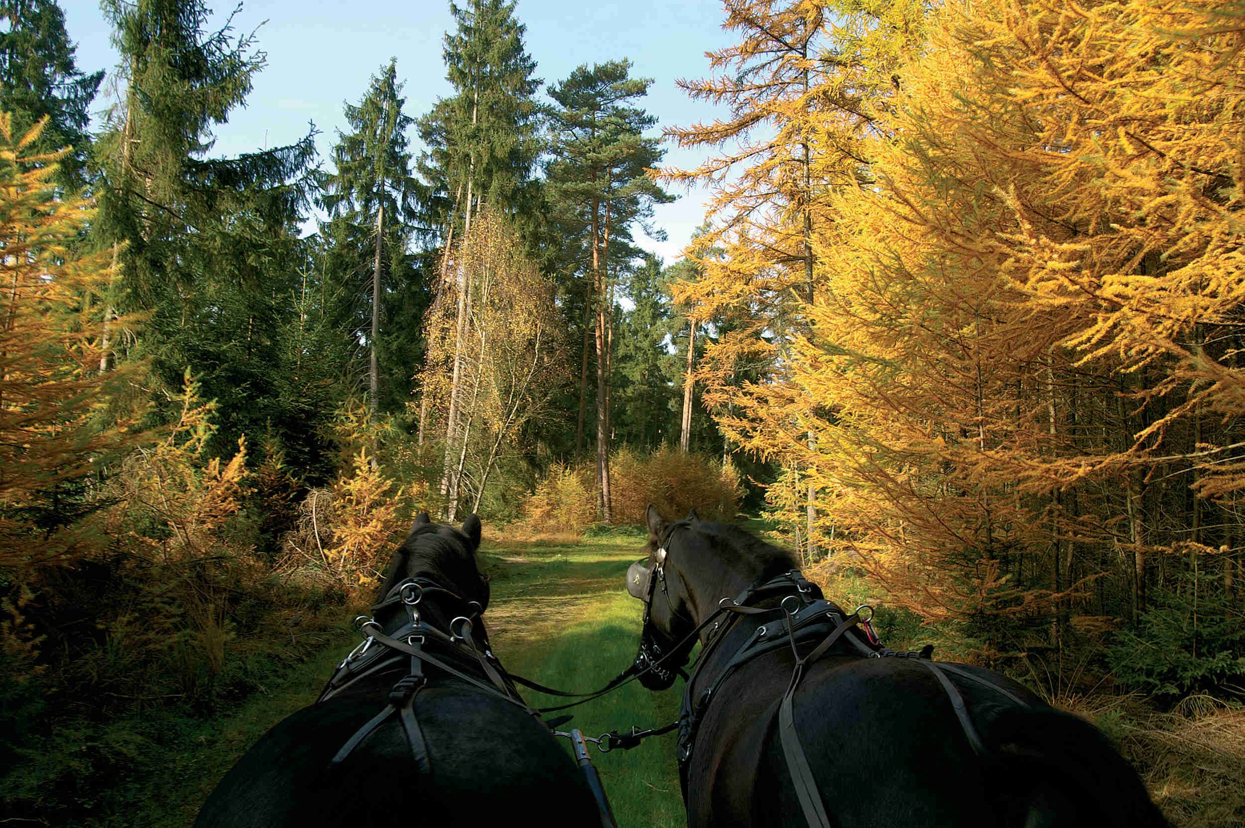 Un carruaje tirado por caballos en un área boscosa con árboles altos y un camino despejado.