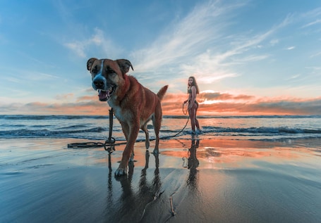 Pet-friendly. Azureva Longeville-sur-Mer