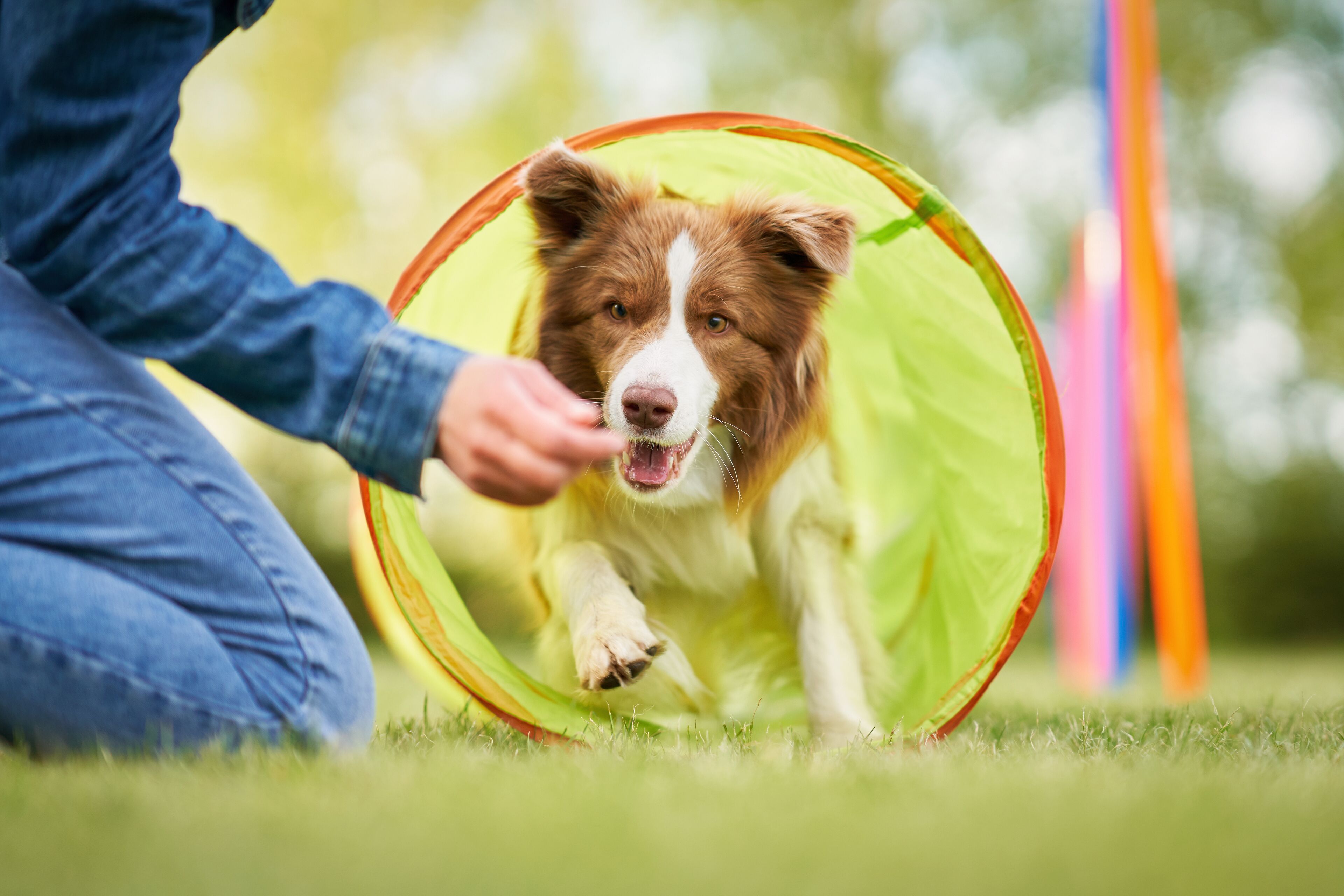 Eine Person spielt mit einem Hund in einem kreisförmigen, grünen Spielbereich.