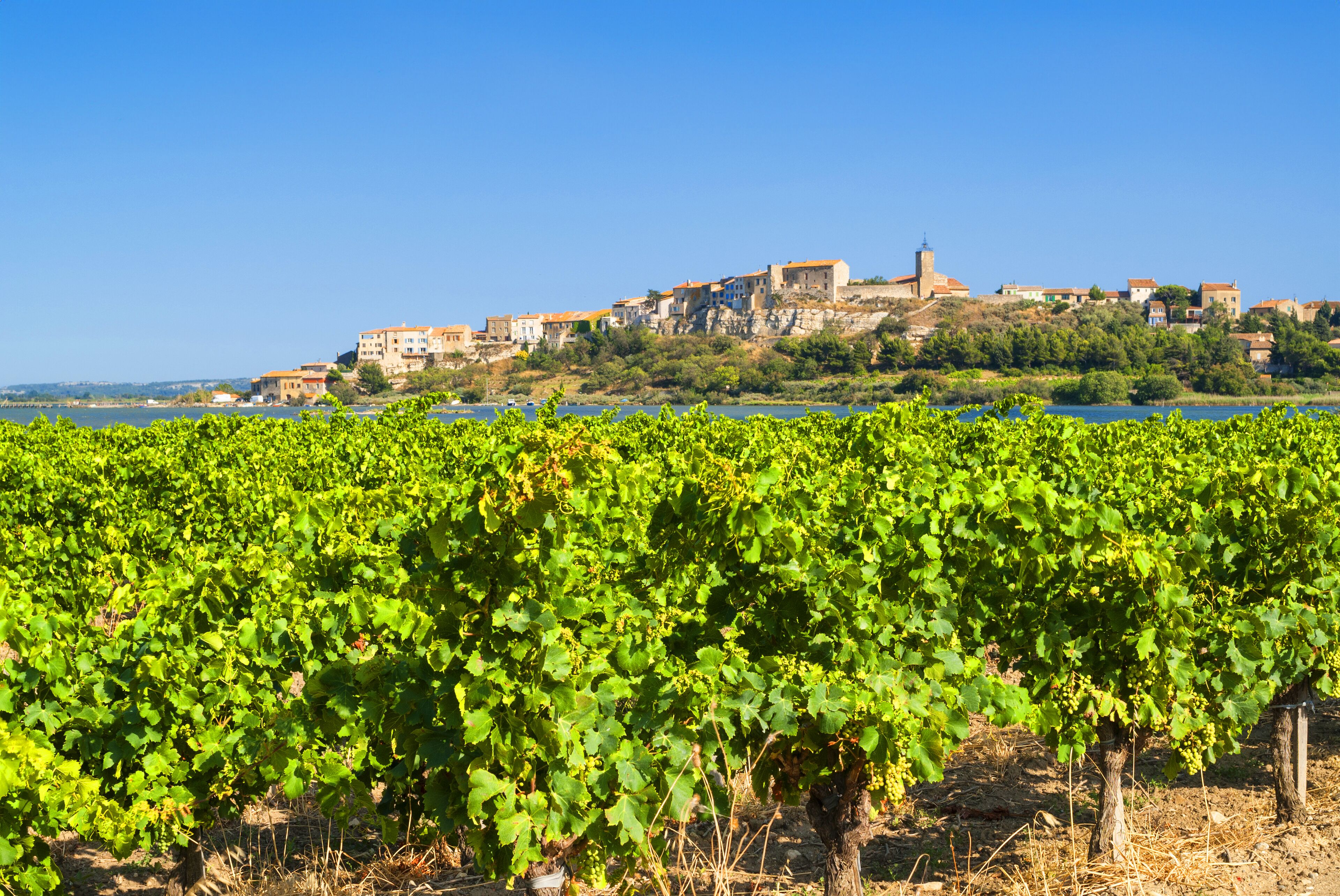 Un vignoble avec des rangées de vignes au premier plan et une ville avec des bâtiments sur une colline en arrière-plan.