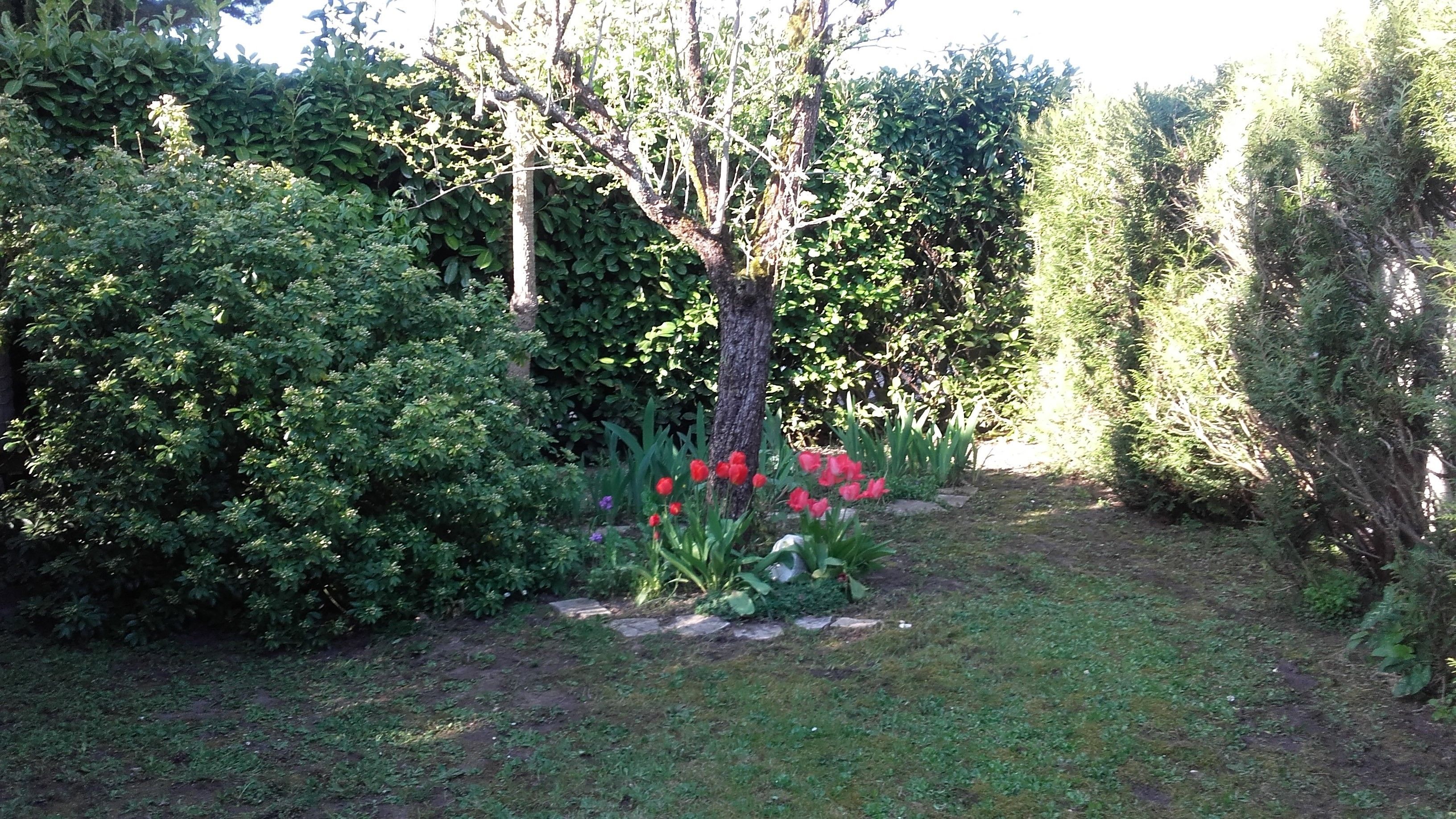 Un jardín con diversas plantas y un árbol.