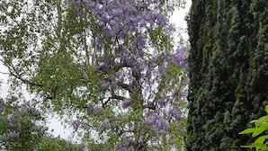 A garden with a large tree with purple flowers, a hedge, and a stone pathway. - Chambre du Jardin Fleuri (Saint-Aubin-Les-Elbeuf)