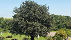 Un grand arbre dans un parc, avec des tables de pique-nique à proximité.