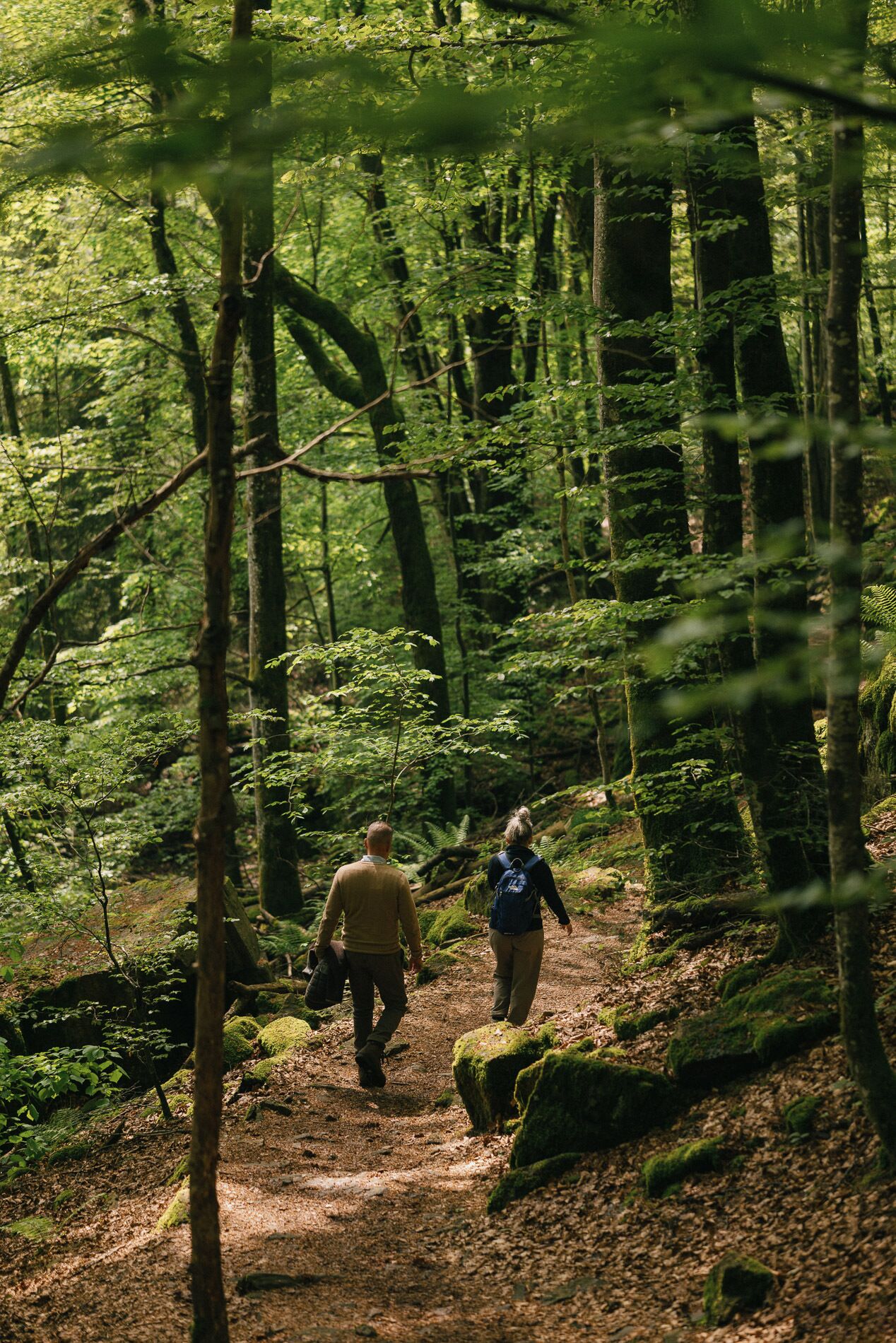 Un sendero en el bosque con rocas cubiertas de musgo y vegetación densa.