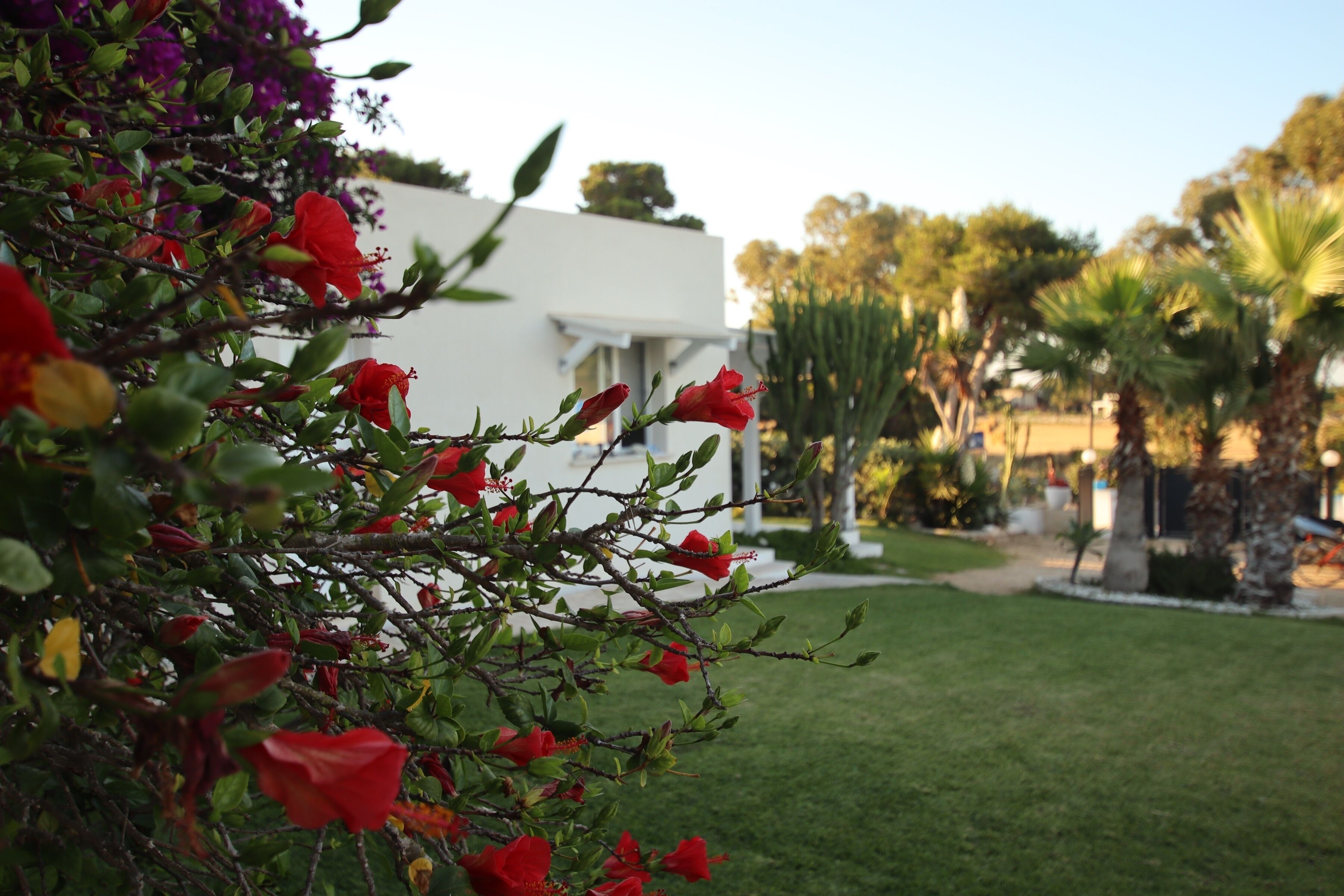 A garden with red flowers and a white building in the background.