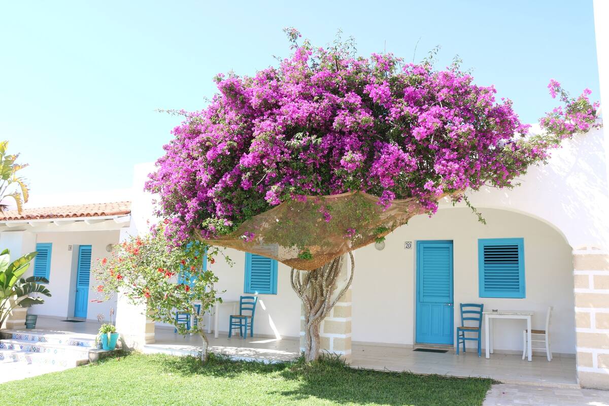 Un bâtiment à la façade blanche, aux volets bleus et orné d’un arbre aux fleurs violettes.