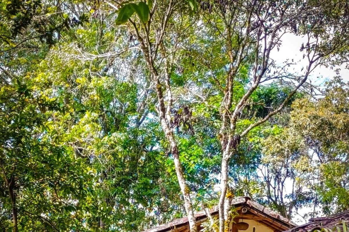 Un edificio rústico de madera rodeado de abundante follaje y árboles.