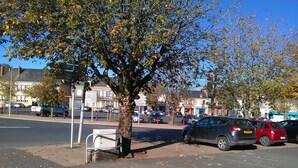 Un estacionamiento con coches y un árbol.
