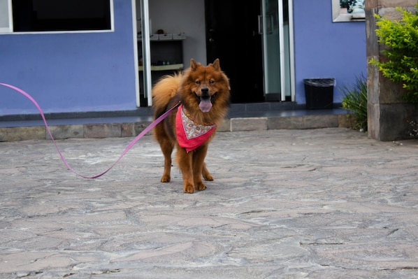 Acepta mascotas