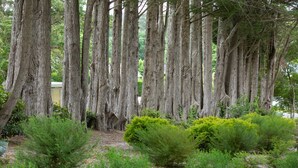 Un grupo de árboles altos y maduros con un jardín bien cuidado en primer plano.