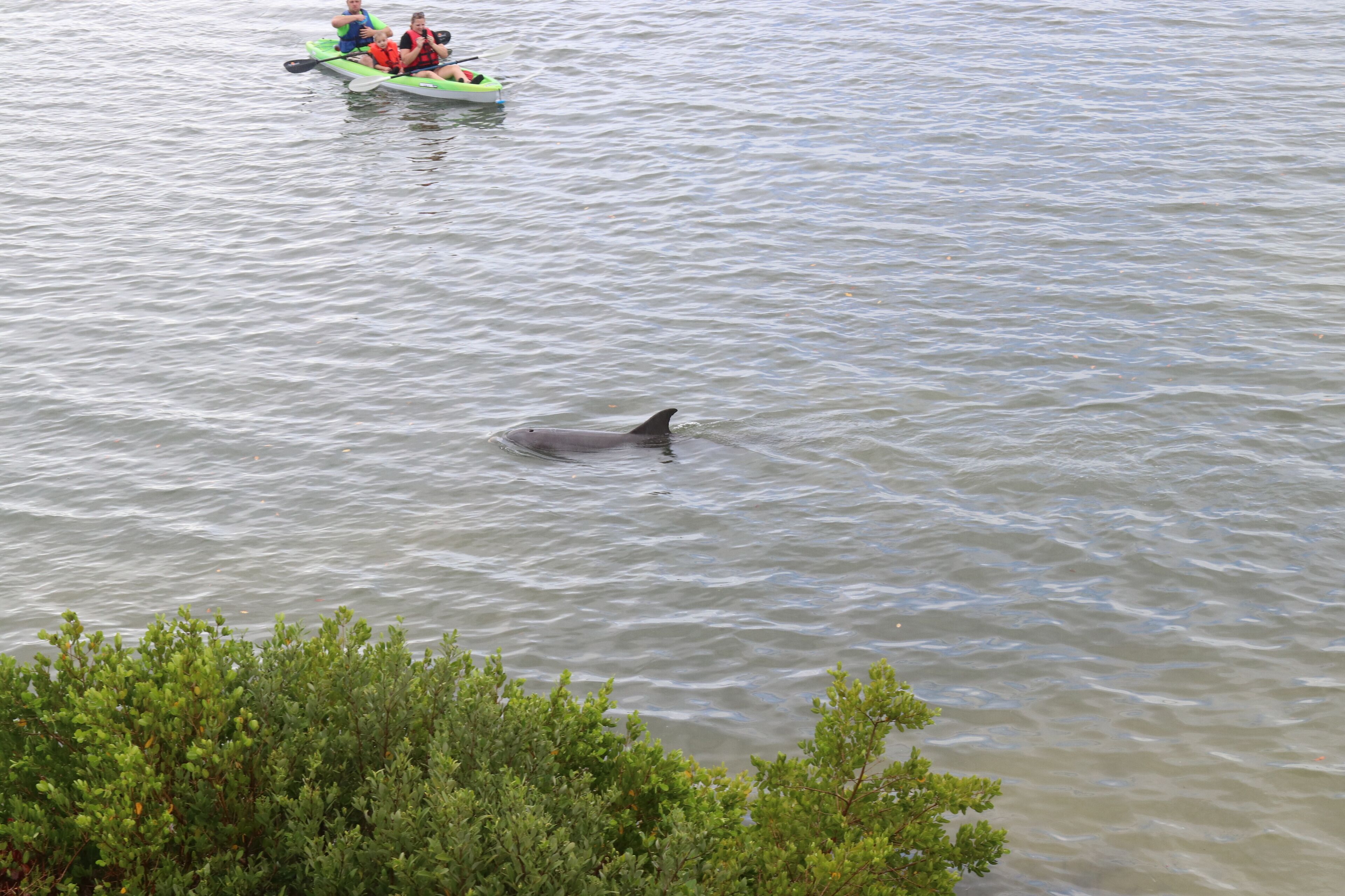 A calm body of water with a dolphin swimming.