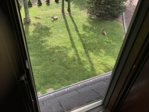Guests can enjoy serene views of the well-maintained lawn and surrounding wildlife from the comfort of their room.