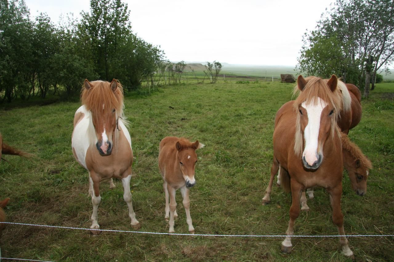 Un pastizal cercado con tres caballos, incluyendo un potrillo, en un campo de hierba con árboles y una vista distante de colinas.