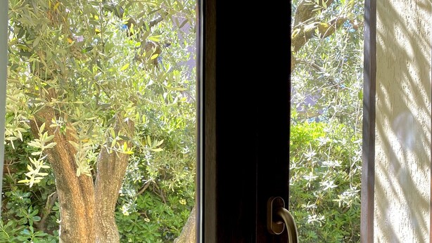 A view through a dark-framed glass door with a brass handle, leading to a lush garden with a large tree and green foliage.