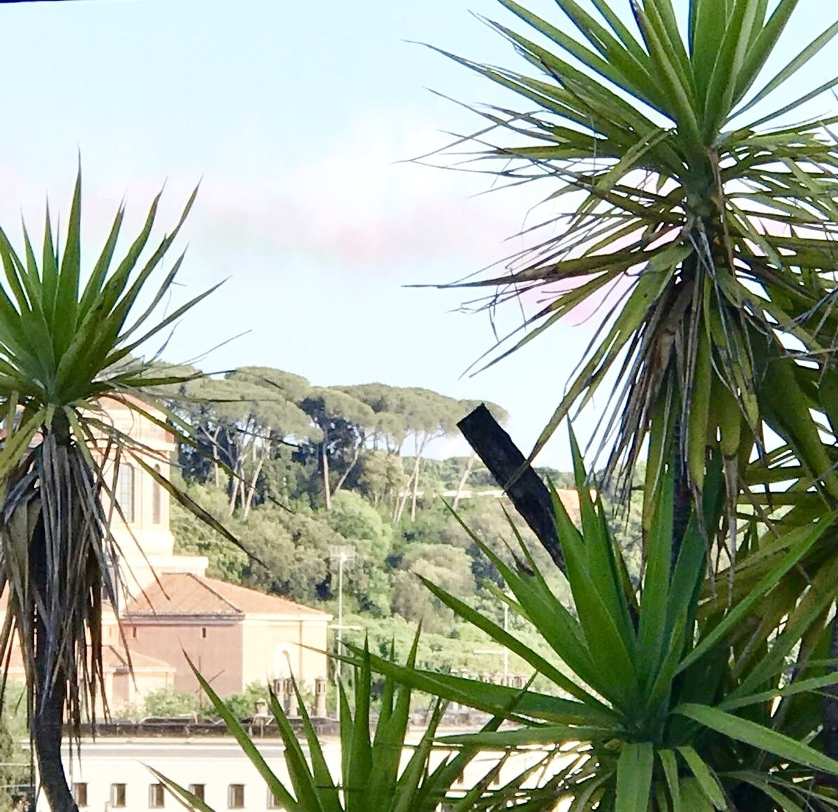 Un edifici amb teulada plana i un jardí de palmeres.