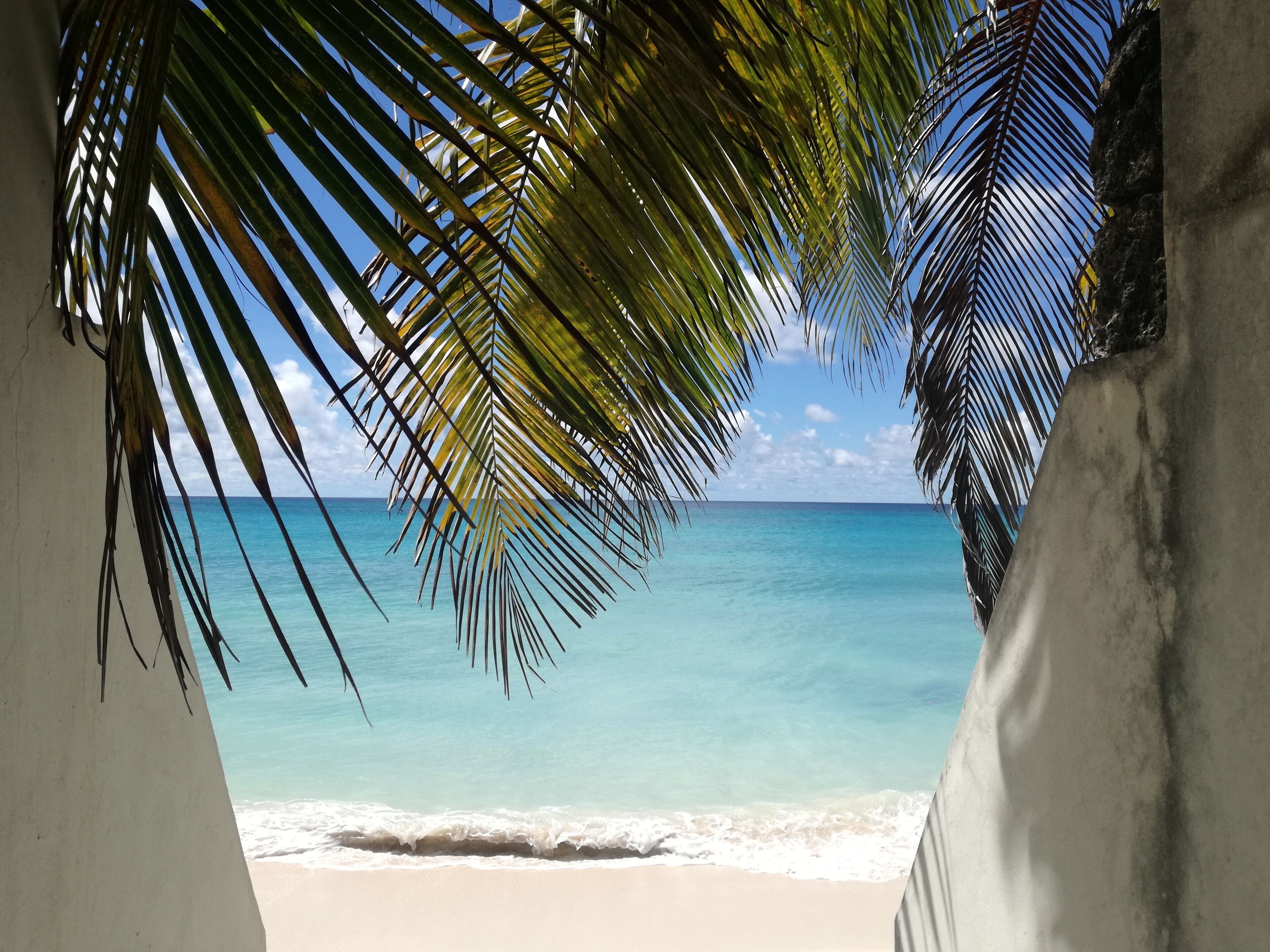 Vista da praia emoldurada por folhas de palmeira.
