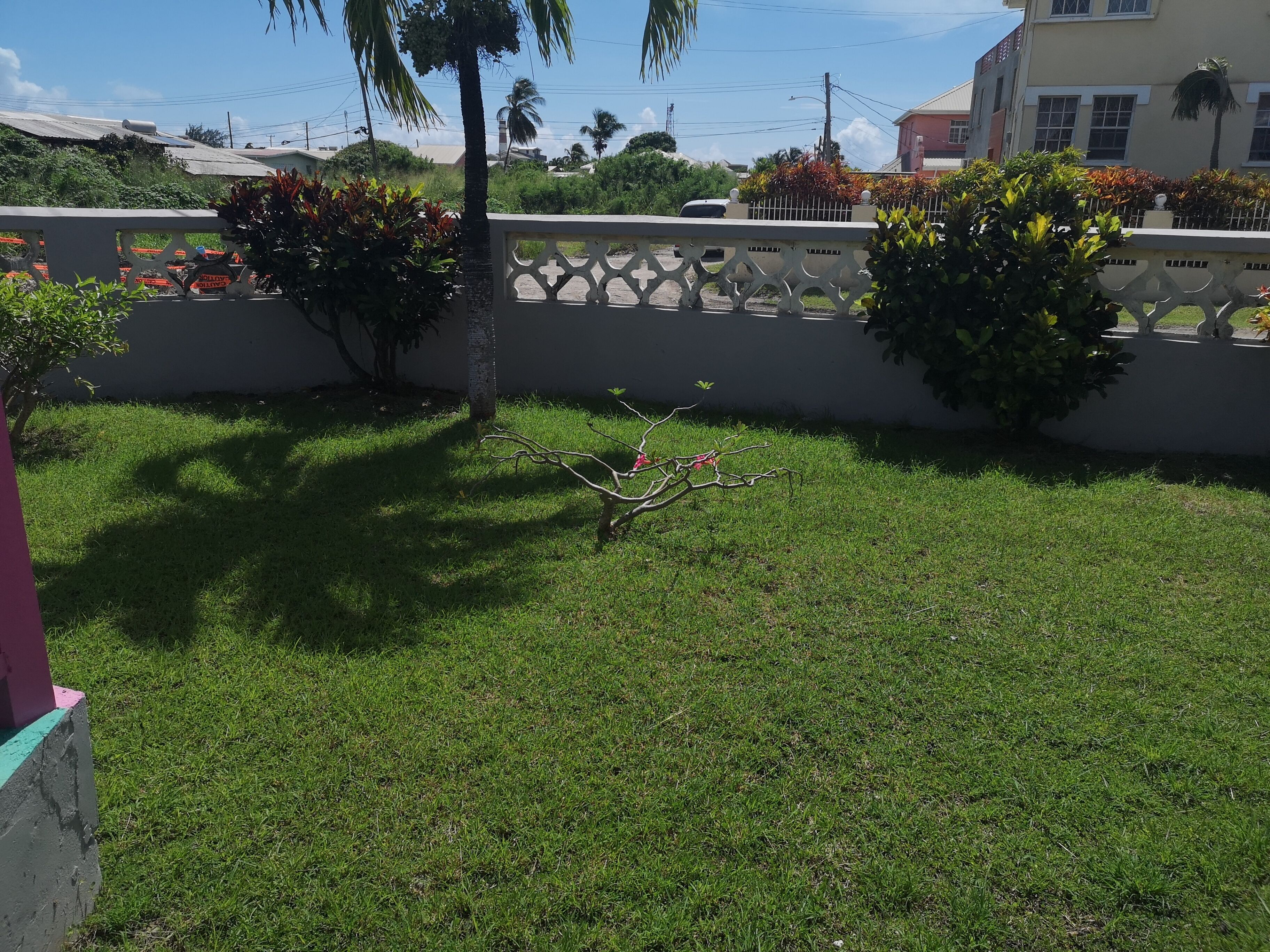 A well-maintained grassy area with a white fence, palm trees, and a small tree with red flowers.