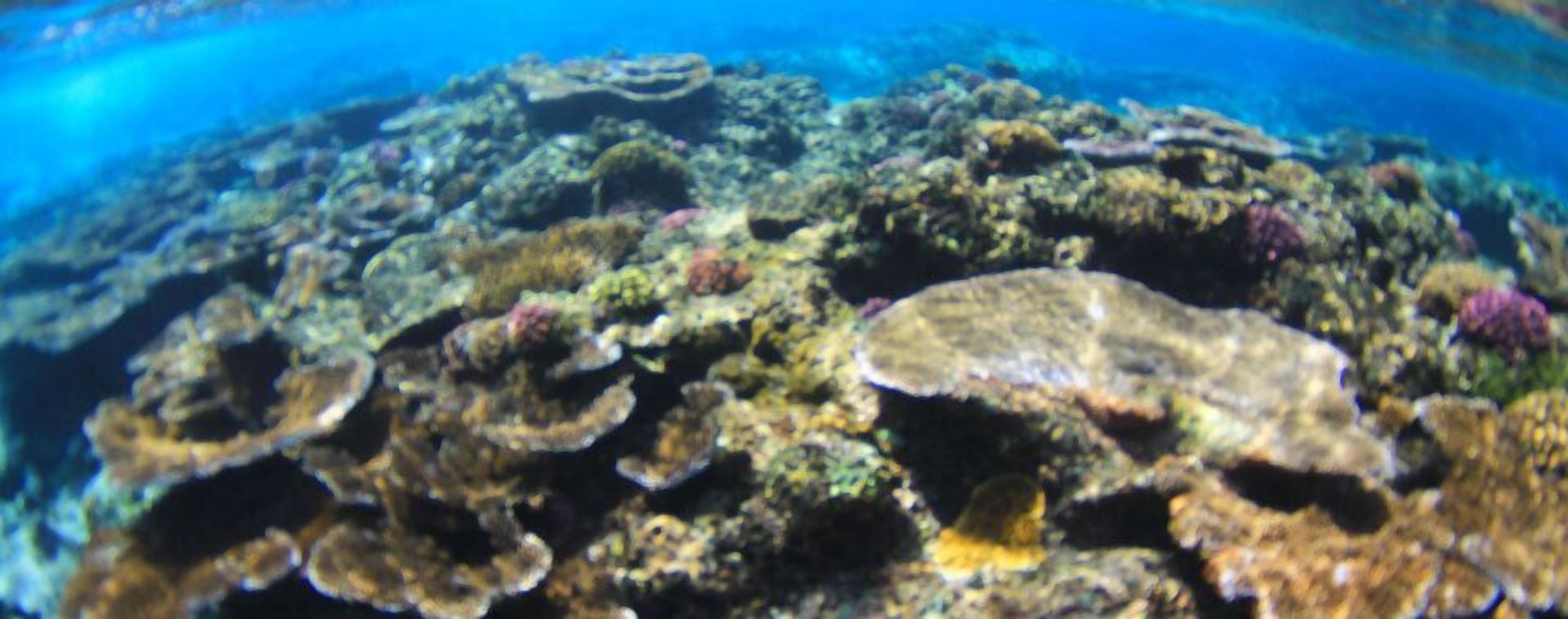 Un arrecife de coral con diversa vida marina y formaciones rocosas.