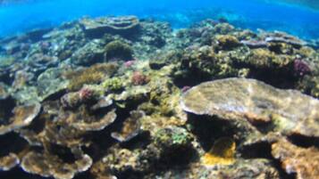 Un arrecife de coral con diversa vida marina y formaciones rocosas.
